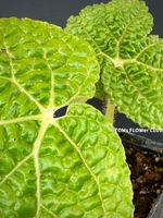 Begonia Gehrtii - was für eine einzigartige Blatt-Struktur