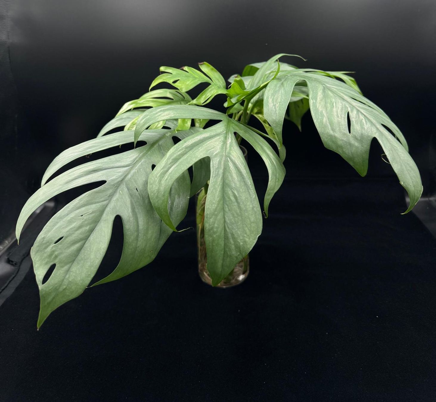 Plantes & graines: Epipremnum pinnatum 'Cebu Blue' - Kopfsteckling – Neuf (Voir description) à Bühler par googelibear