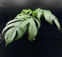 Epipremnum pinnatum 'Cebu Blue' - Kopfsteckling