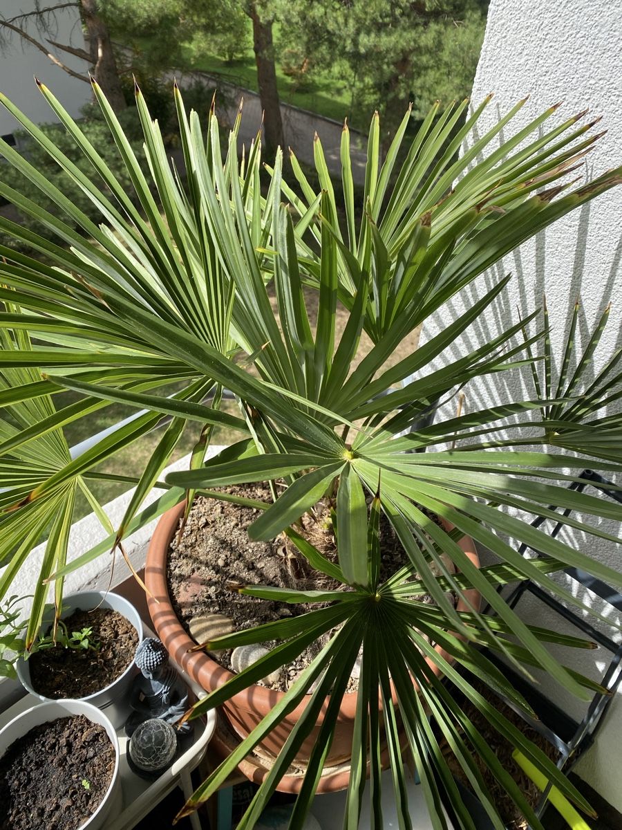 Piante & sementi: wunderschöne Palme ca. 90 cm hoch inkl. Topf – Usato da Sargans venduto da sel85 1