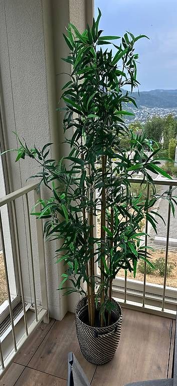 Plantes & graines: Künstliche Pflanzen – D'occasion à Liestal par mic_hnd8 1