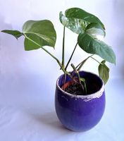 Monstera*deliciosa*variegata*****