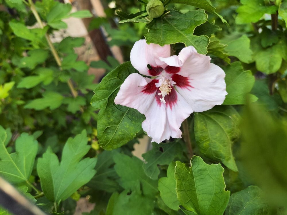 Hibiskus Baum Winterhard Kaufen auf Ricardo
