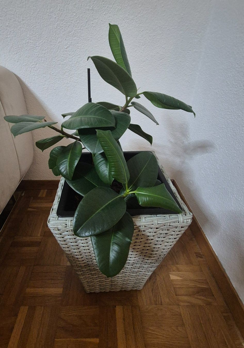 Plantes & graines: Gummibaum mit Topf – D'occasion à Mellingen par Loewe2006 1