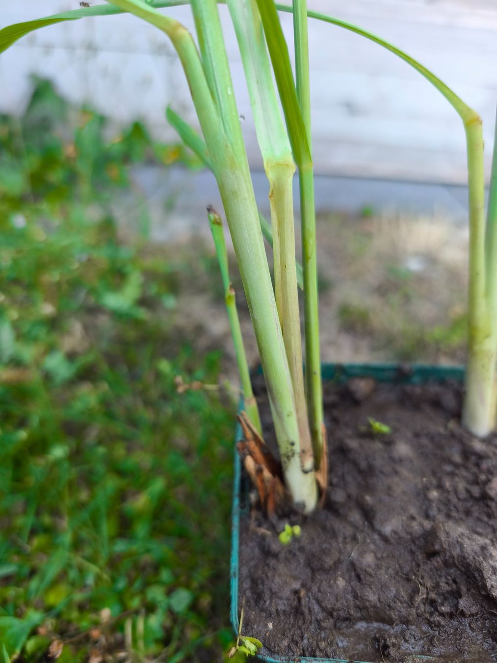 Plantes & graines: Zitronengras Pflanze im Topf, Frühlingsfrisch, – Neuf (Voir description) à Uznach par Mmanson1 1