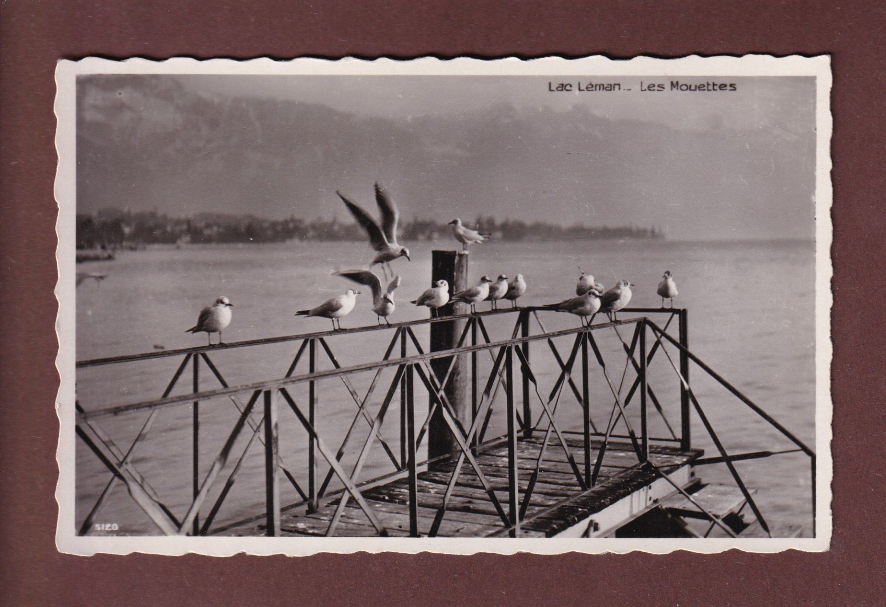 Ansichtskarten: LAC LEMAN - Les Mouettes – Gebraucht aus Pully von nicecards-shop
