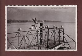 LAC LEMAN - Les Mouettes
