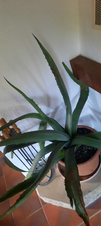 Groe Statement Agave americana im Topf Garten oder zimmer (Gebraucht) in  Vinelz fr CHF 49  mit Lieferung auf Ricardo kaufen