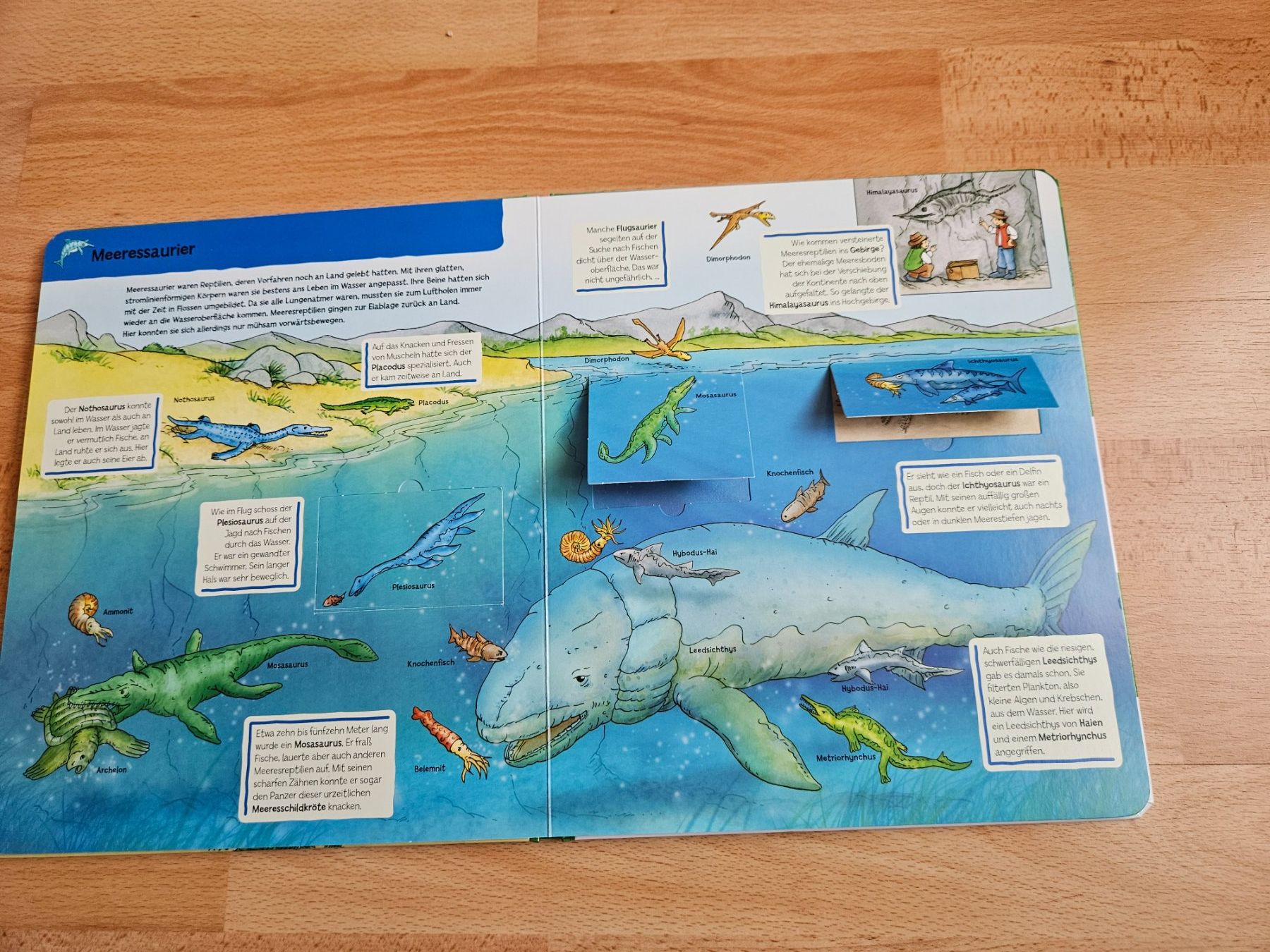 Libri: Dinosaurier Kinderbuch mit Klappen – Usato da Ebikon venduto da SecondChance_byM 2