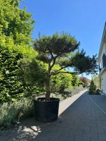 formgeschnittene Föhre - Garten-Bonsai