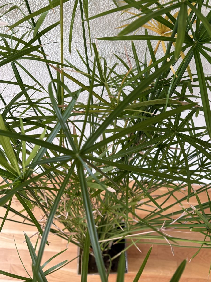Plantes & graines: Papyrus im Wasser - 170 cm hoch - wunderschön – D'occasion à Zürich par anteabantea 4