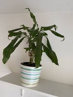 Duftender Drachenbaum