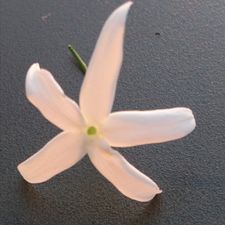 Profile image of Slow-down
