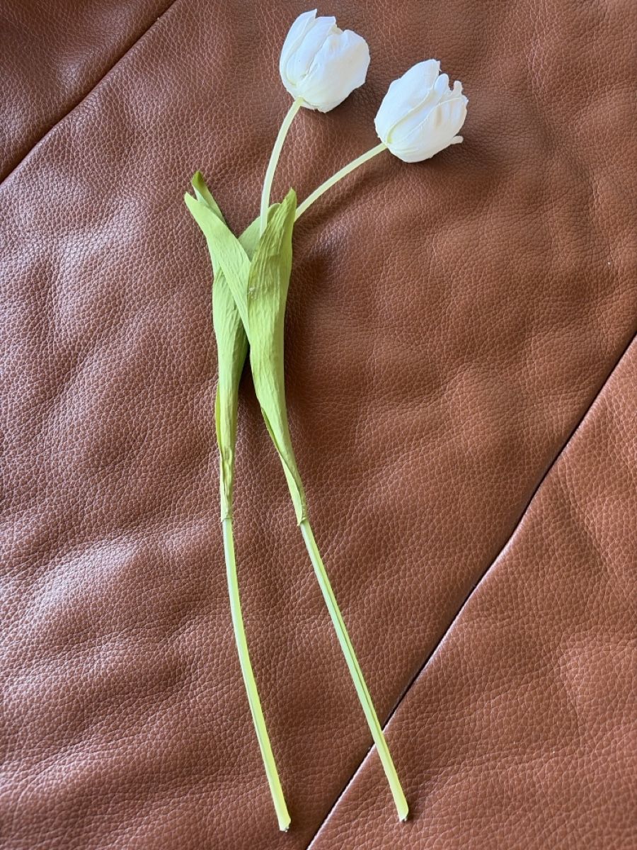 Piante & sementi: Tulpen – Usato da Freidorf TG venduto da ibipatria 1