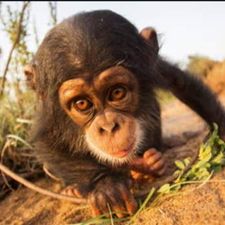 Profile image of Mr.Chimp