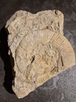 Fossilien-Fundstück: Ammonit - Ein Stück Erdgeschichte!