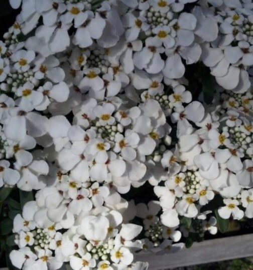 Piante & sementi: 100 SAMEN STEINKRAUT WEISS ALYSSE BLANC ALYSSO BIANCO – Nuovo e nell'imballaggio originale da Rovio venduto da POSITIFFARTandPLANTS 7