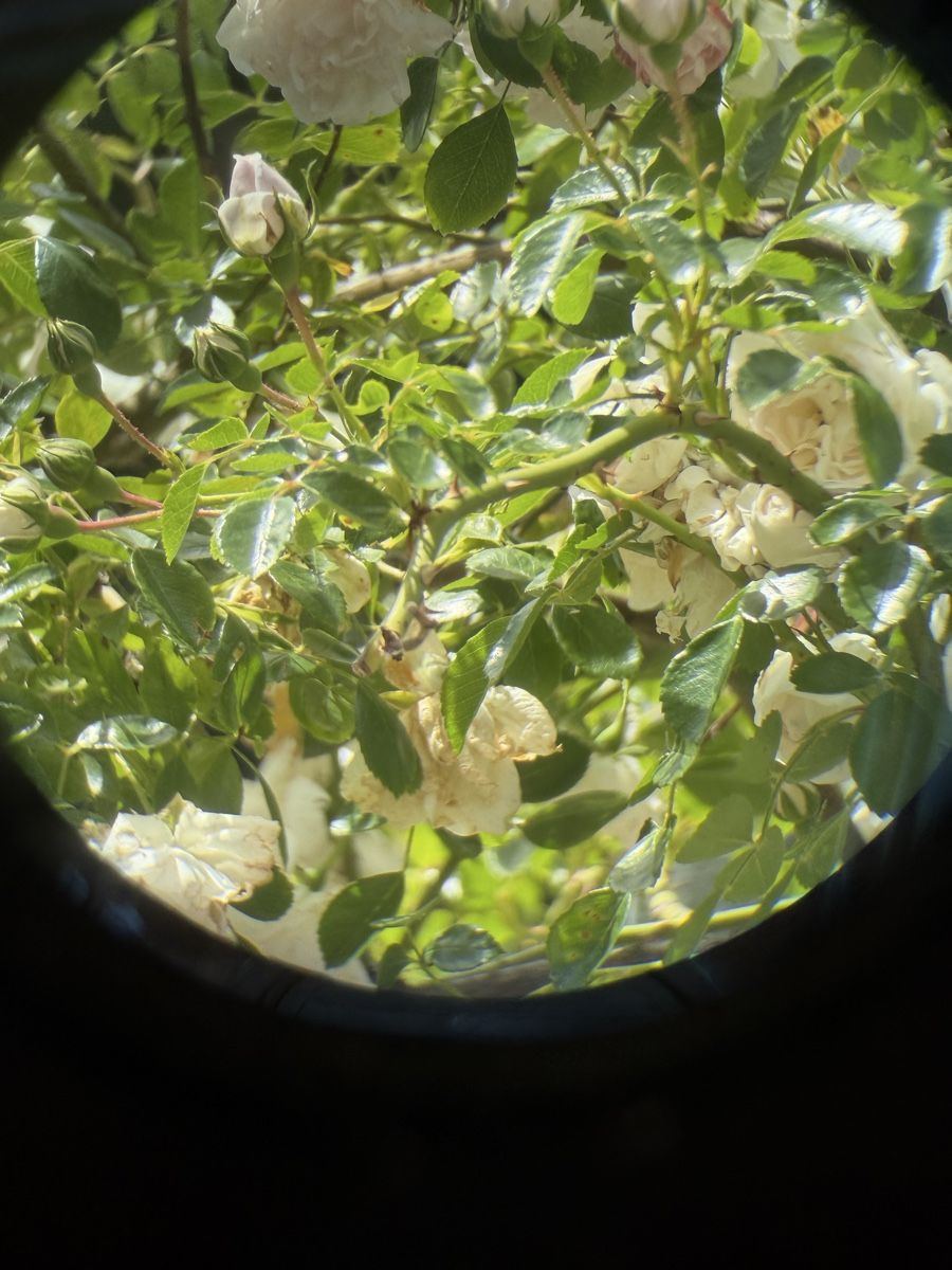 Feldstecher: Fernglas antik – Gebraucht aus Seuzach von kaufes8 5