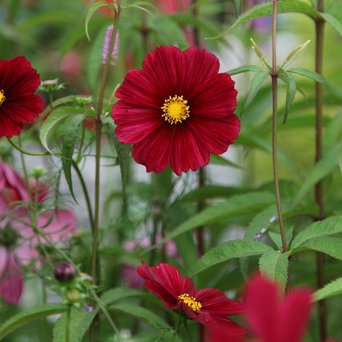 Pflanzen & Samen: 100 Samen Cosmea GAZEBO RED Schmuckkörbchen – Neu (gemäss Beschreibung) aus Ehrendingen von VerveinaSamen 4
