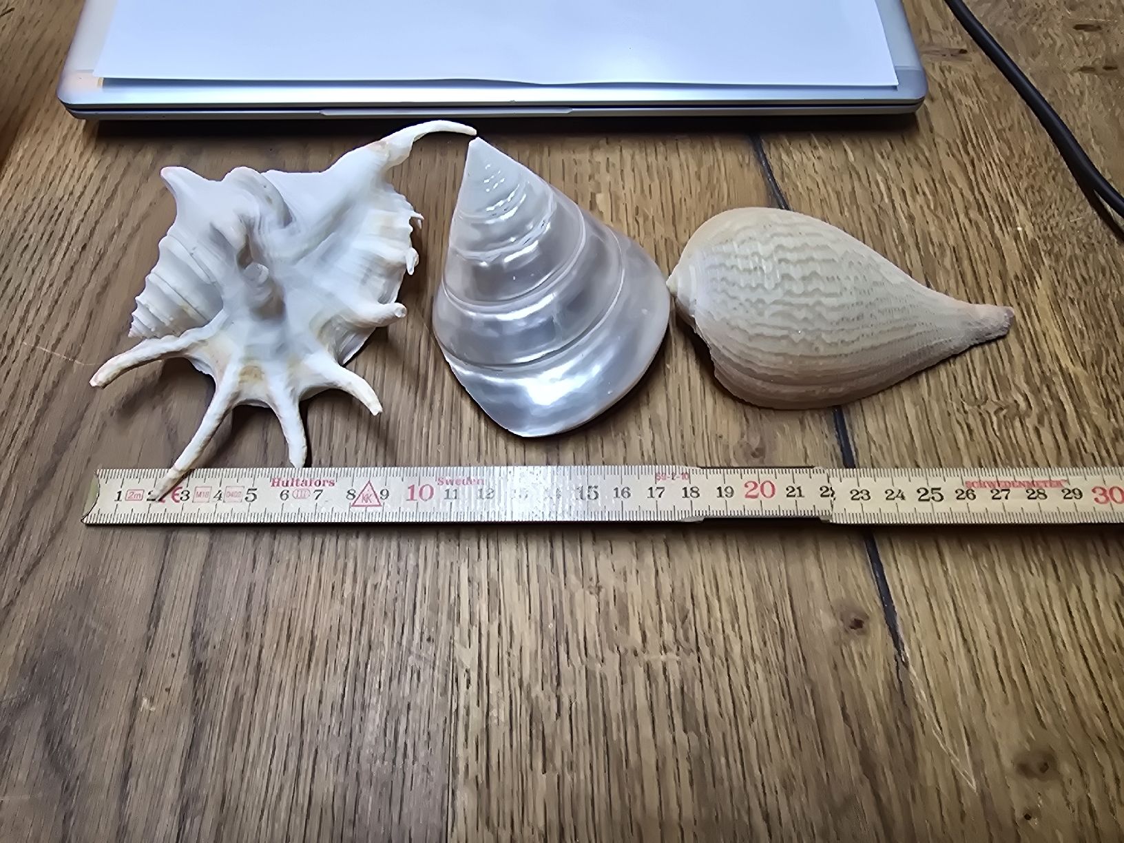 Fossili: 3 echte Muscheln (D) – Usato da Rorschach venduto da TimelessTrading 5
