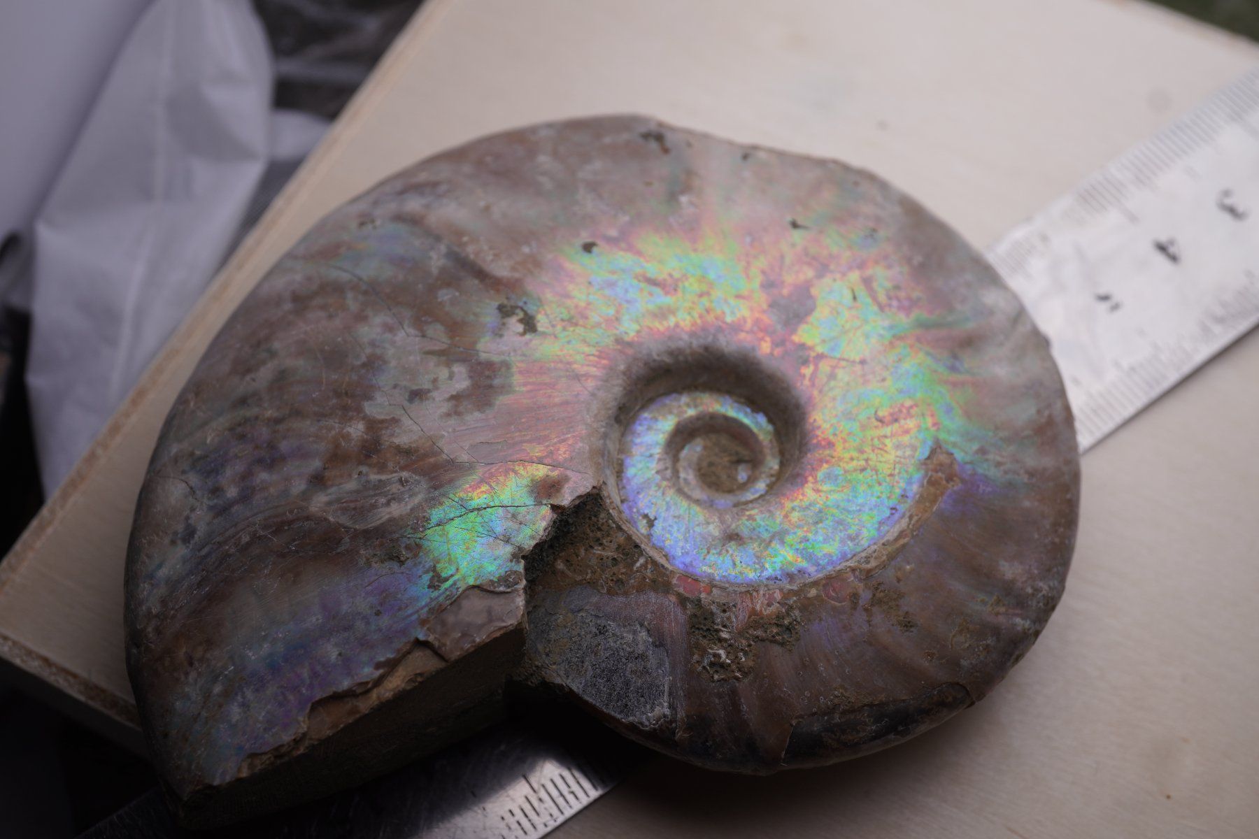 Minéraux & Lithothérapie: Ammonit  Opalisiert   Wunderschön  ca  95mm – Neuf avec emballage d'origine à Eschenbach SG par topstone 2