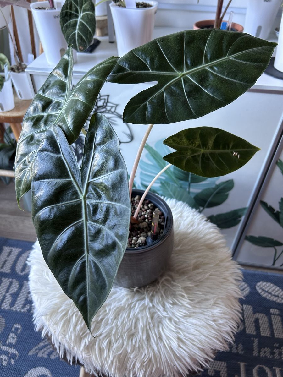 Piante & sementi: Alocasia Nairobi Nights – Nuovo (secondo la descrizione) da Scherzingen venduto da Elefantenohr.ch