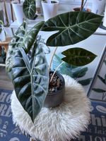 Alocasia Nairobi Nights