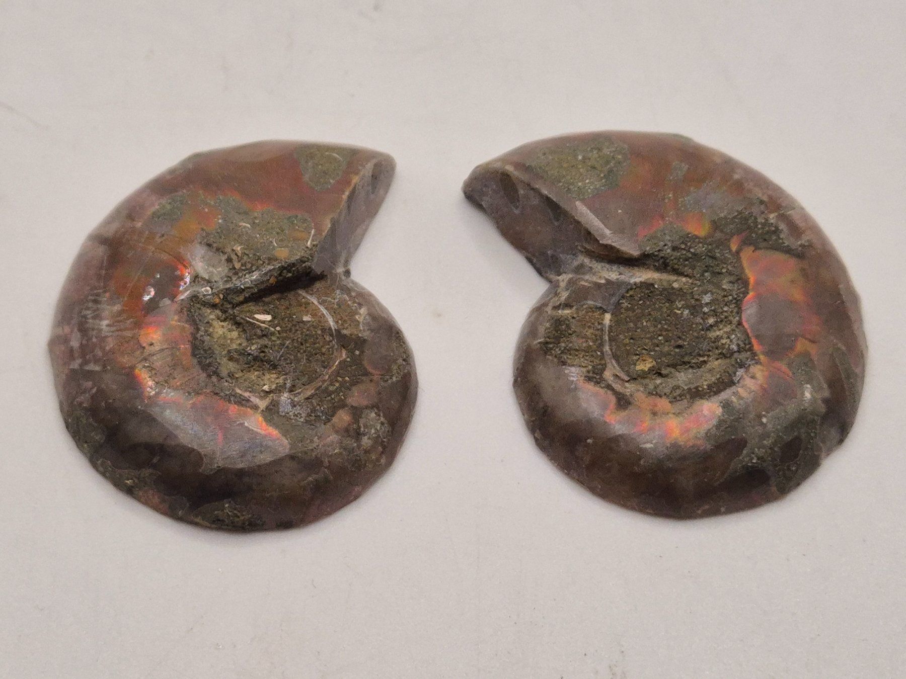 Fossilien: Ammonit Paar – Neu und originalverpackt aus Winterthur von LukasMineralienOase 1