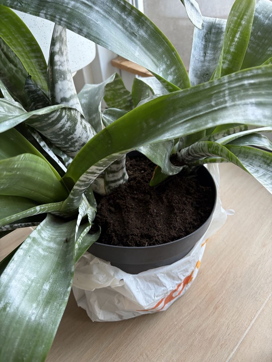Piante & sementi: Plant – Usato da Münchenstein venduto da ArleneLM 1