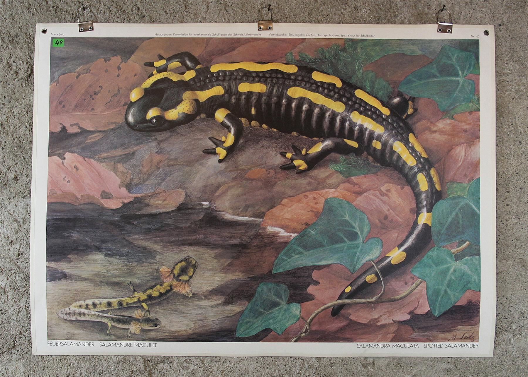 Poster & Bilder: Schulwandbild "Feuersalamander" M. Seitz – Gebraucht aus Birrwil von brandschatz_birrwil 1