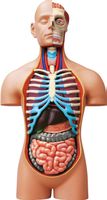 Anatomie des menschlichen Torsos, realistisches Modell 54 TL
