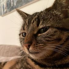 Profile image of Sheshi03