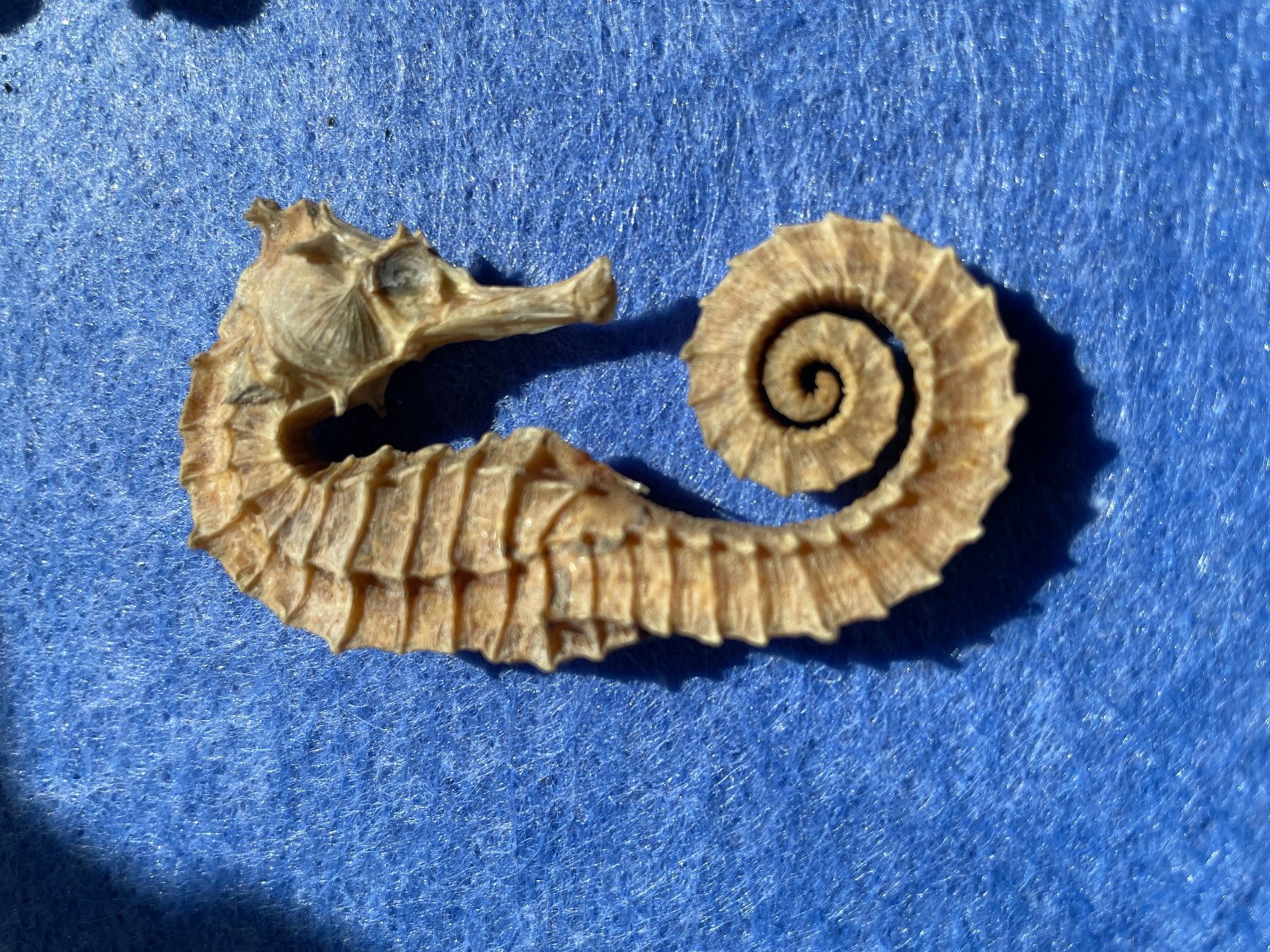 Fossili: Seepferdchen, Seestern & Koralle weiss – Usato da Winkel venduto da cma_df88 3
