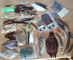 Diverses plumes pour mouches