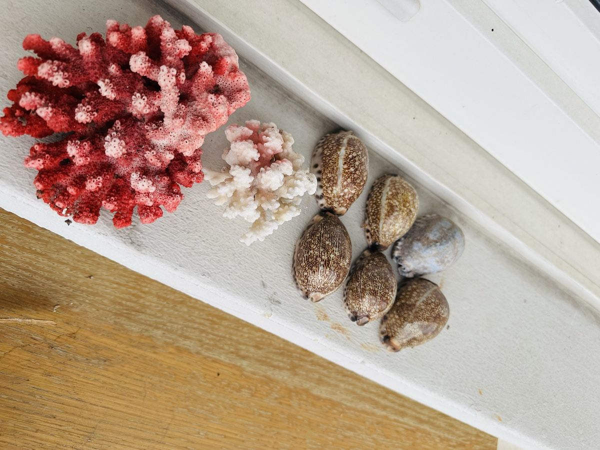 Alle Dekorationen: Muscheln – Gebraucht aus Zürich von Layla114 3