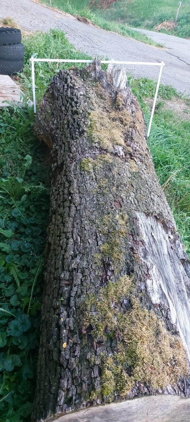 Holzartikel: Birnen Baumstamm – Gebraucht aus Herlisberg von Johndeere92 2