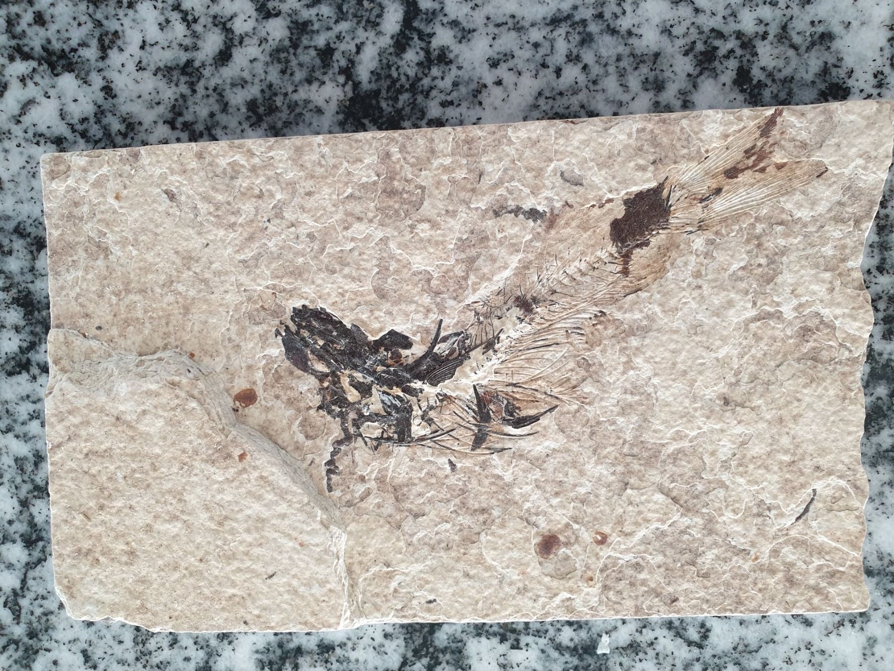 Fossili: Versteinerungen – Usato da Wald ZH venduto da Walder8636 4