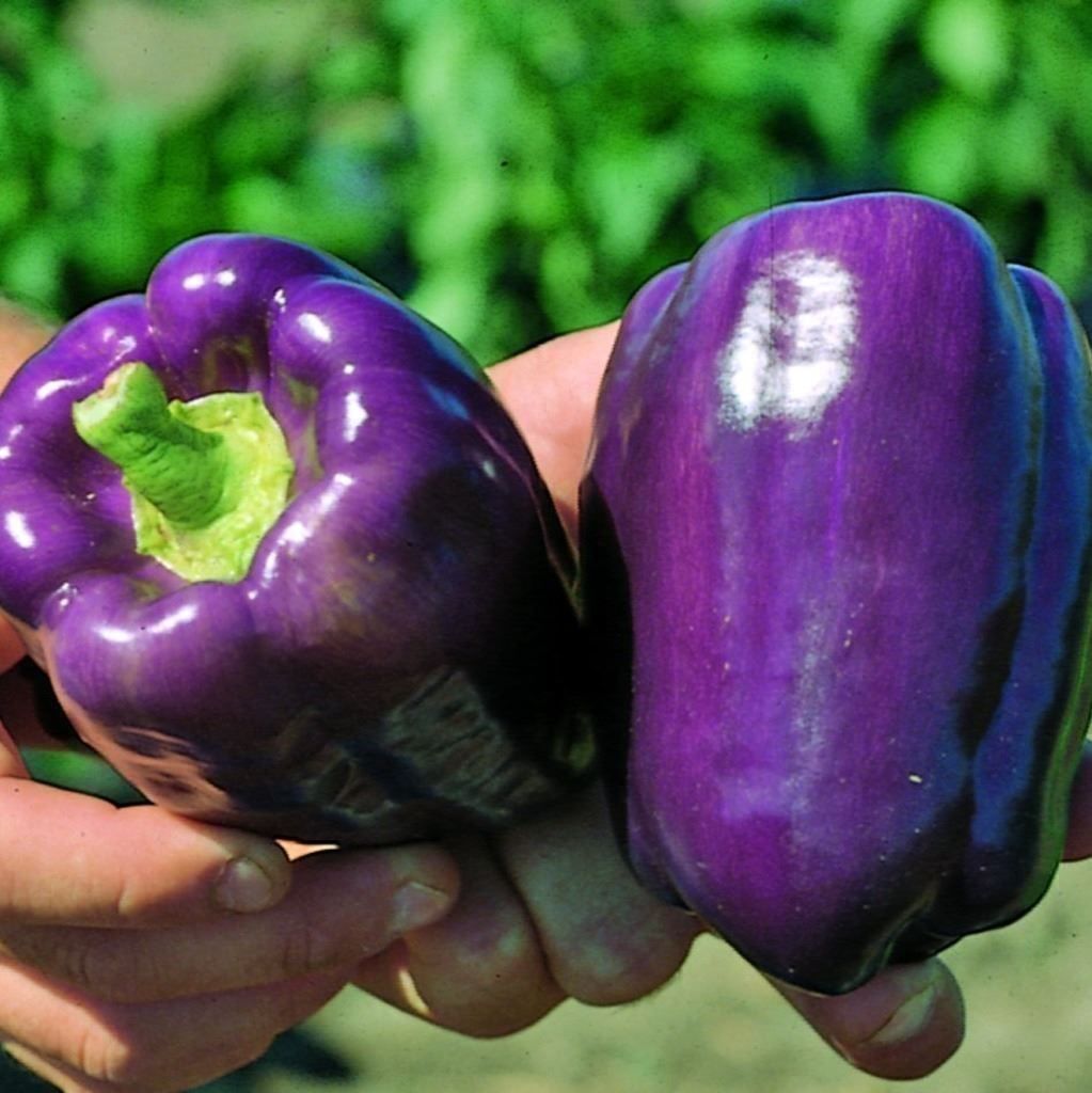 Piante & sementi: Poivron Purple Bell  10g – Nuovo (secondo la descrizione) da Bremblens venduto da FIBONACCI369 1