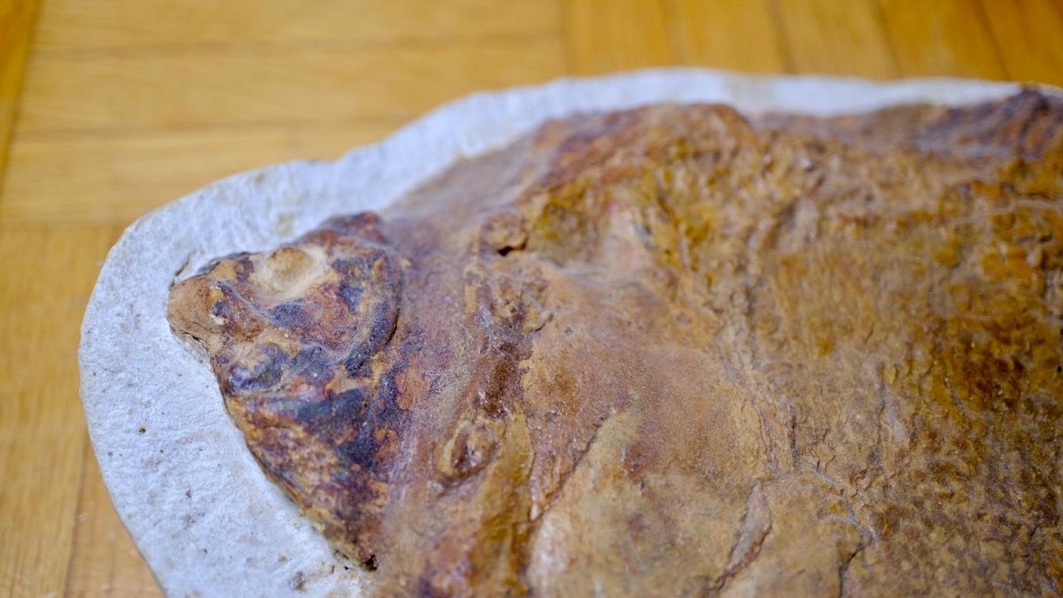 Fossili: Fossil - Pycnodonte – Usato da Biel/Bienne venduto da nimmes 1