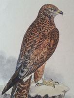 Kupferstich von 1841: Greifvogel - Henry Meyer (1797-1865)