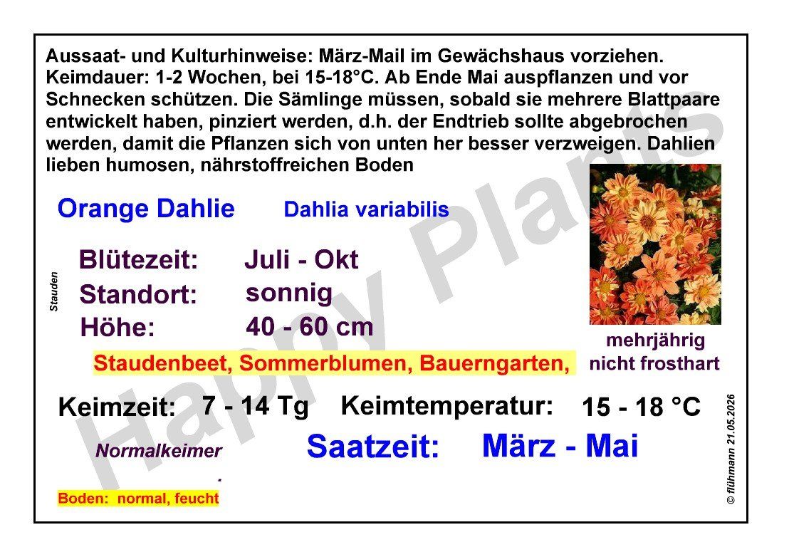 Pflanzen & Samen: Orange Dahlie - Dahlia variabilis 'Sunny Reggae' - 30 Samen – Neu und originalverpackt aus Sumiswald von Cham14558 1