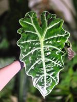 Alocasia polly Rhizom