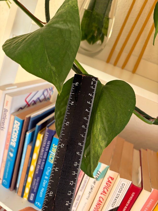 Piante & sementi: Pothos, sehr gesund 4m lang – Usato da Baar venduto da annasorbian 7