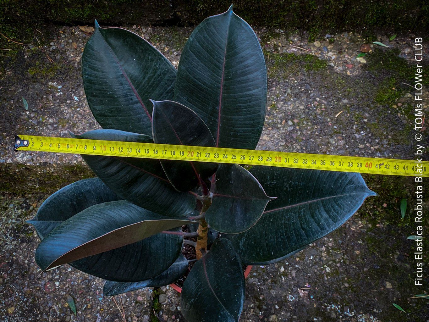 Piante & sementi: Ficus Elastica Robusta Black - "Gothic" schwarzer Gummibaum – Nuovo e nell'imballaggio originale da Adliswil venduto da astom369 3