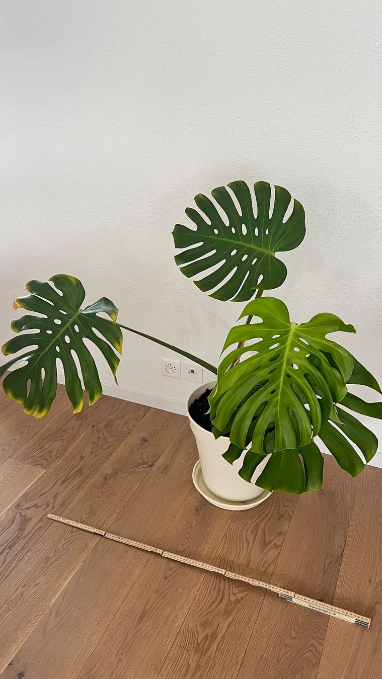 Piante & sementi: Monstera – Usato da Hinwil venduto da a_walder