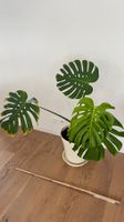 Monstera