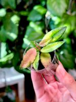 Hoya caudata variegata 🦄✨