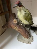 Präparat Grünspecht auf Holzsockel,