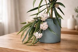 Hoya longifolia