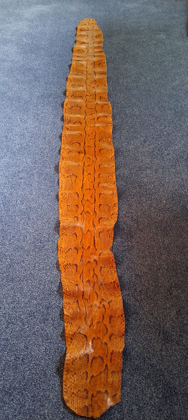Toutes les décorations: Echtes Python Leder Haut, Basteln, Handwerk, Deko, Top! – D'occasion à Schwende par hetocht10